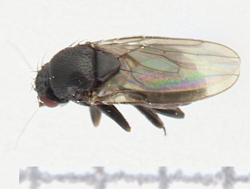 Réf. 356 226 : Limosininae inconnu